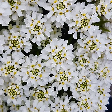 Artwork thumbnail, White flowers by RaspberryGreen