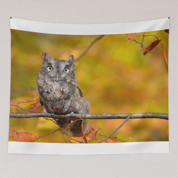 Item preview, Screech Owl designed and sold by Lin3158.