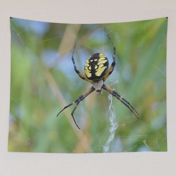 Item preview, Orb Spider designed and sold by Lin3158.