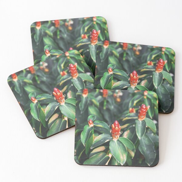 Item preview, Red Costus spicatus, also known as spiked spiralflag ginger or Indian head ginger flower on tree in nature designed and sold by FCEalin.
