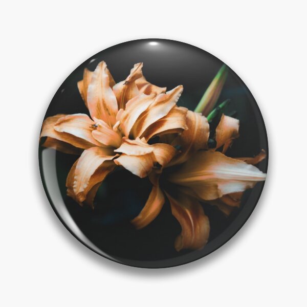 Item preview, Beautiful orangish pink Daylilies isolated on black  designed and sold by FCEalin.