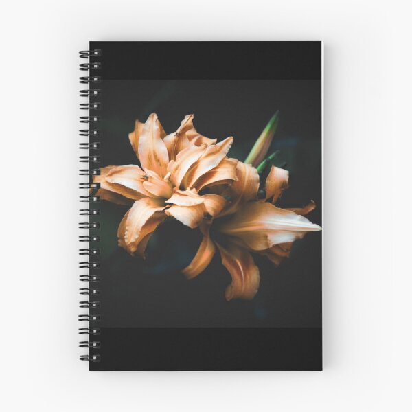 Item preview, Beautiful orangish pink Daylilies isolated on black  designed and sold by FCEalin.