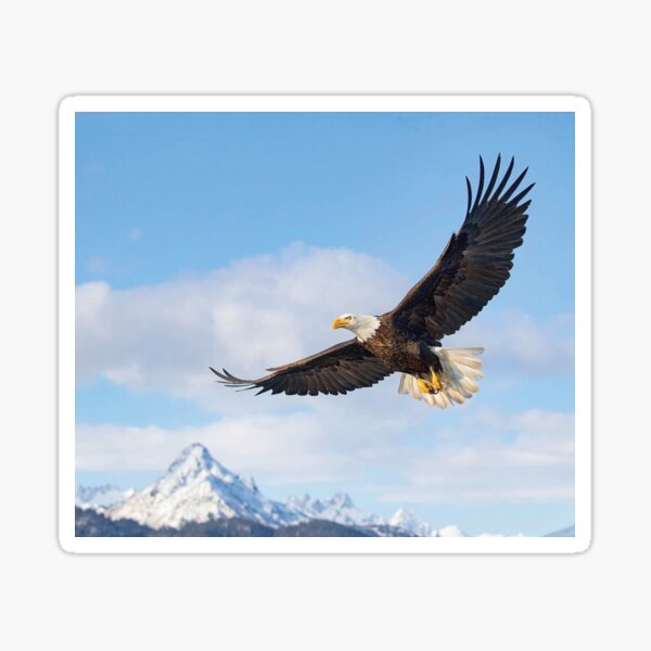 Item preview, Soaring American Bald Eagle - USA designed and sold by Graphic Master.