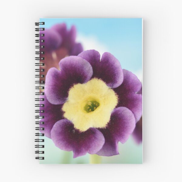 Item preview, Primula auricula designed and sold by Chris Burrows.