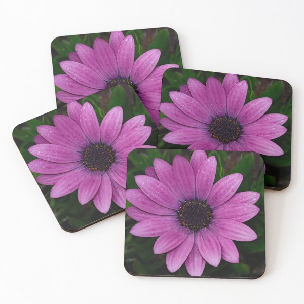 Item preview, Osteospermum Flower. designed and sold by GingerMan2550.
