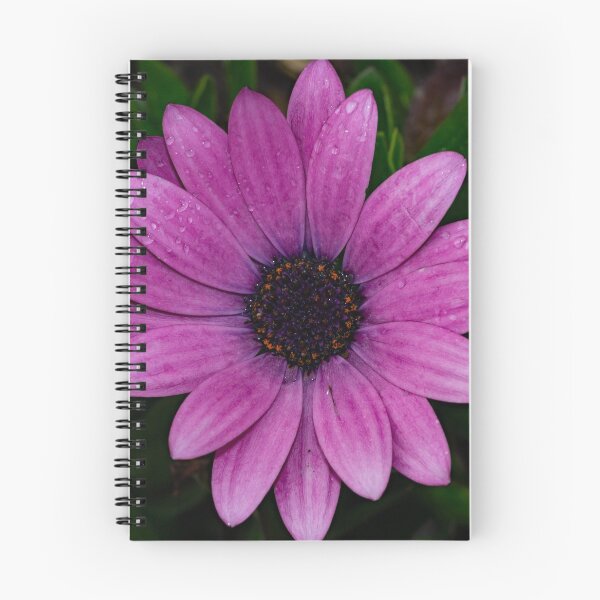 Item preview, Osteospermum Flower. designed and sold by GingerMan2550.