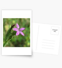 Hübsche rosa Blume - Dianthus Armeria Postkarten