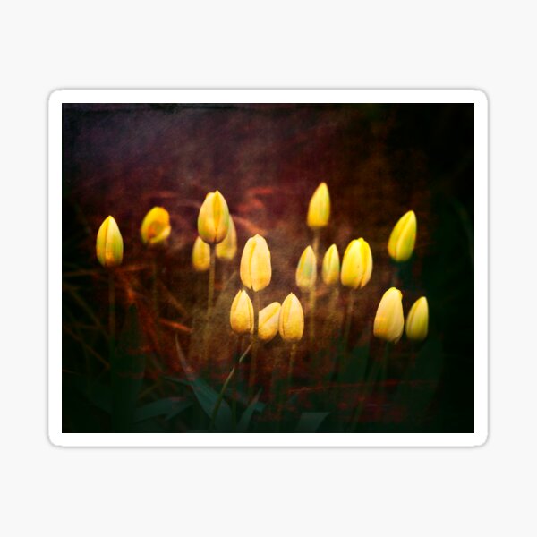 Yellow Garden Tulip buds Sticker