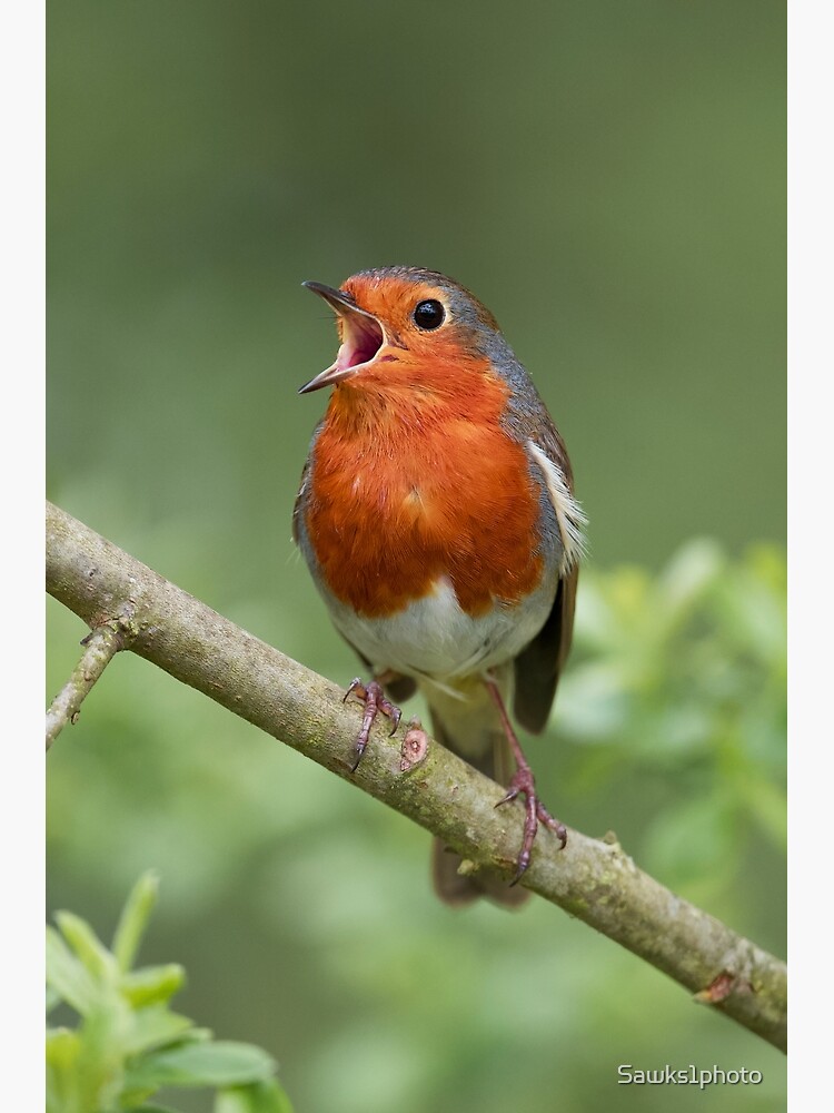 "Robin red breast" Poster for Sale by Sawks1photo Redbubble