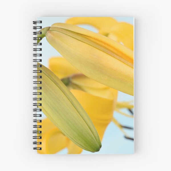 Item preview, Lilium  'Yellow Bruse'  Asiatic Lily  Flower buds designed and sold by Chris Burrows.