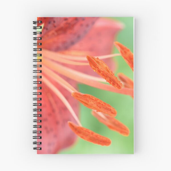 Item preview, Lilium  'Red Velvet'  Asiatic Lily designed and sold by Chris Burrows.