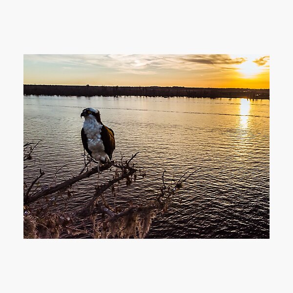 Item preview, bird designed and sold by Brown Family Photographers.