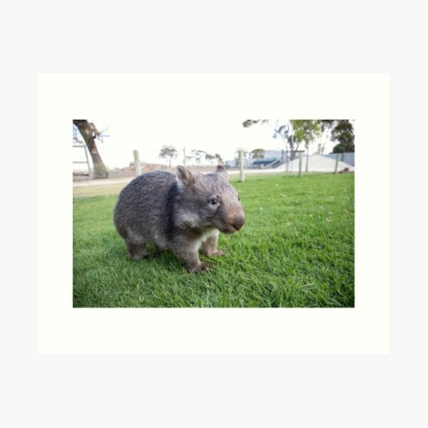 Item preview, Wombat designed and sold by terryhewitt.