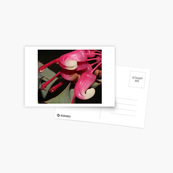 Item preview, Grevillea insignis designed and sold by andrachne.