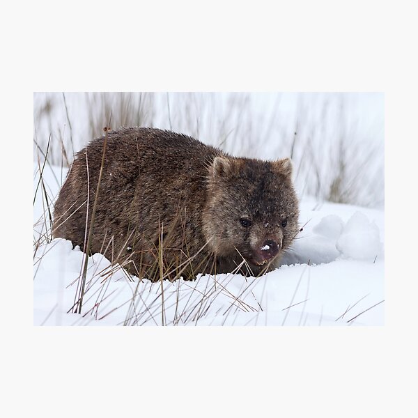 Item preview, Winter Wombat  designed and sold by Leeo.