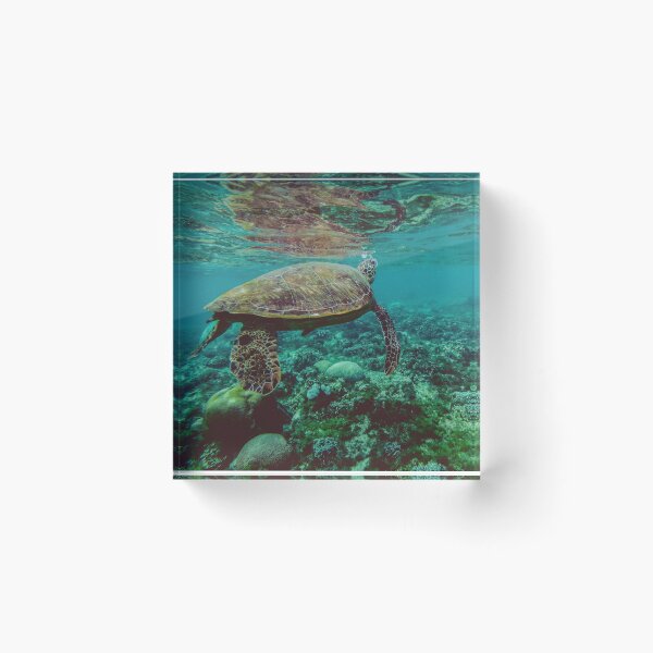 Item preview, Sea Turtle Photographed Underwater designed and sold by SquishStitches.