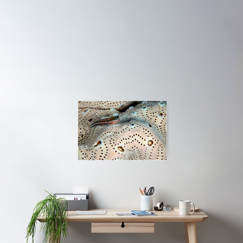 Home on a doily Poster