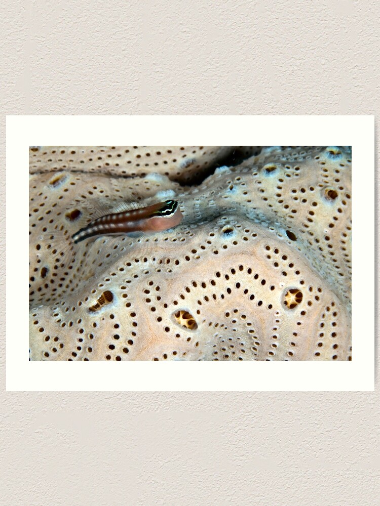 Alternate view of Home on a doily Art Print