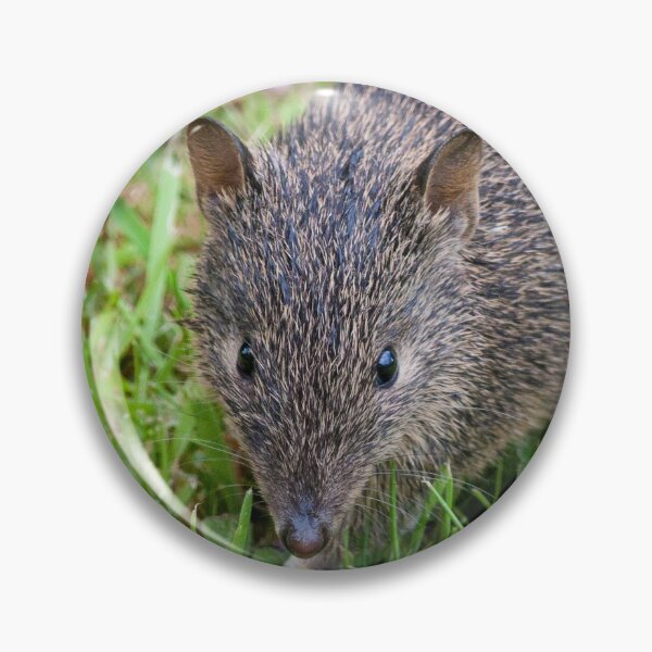 Item preview, Southern Brown Bandicoot designed and sold by Leeo.