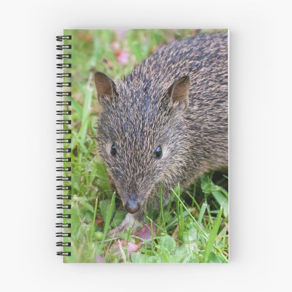 Item preview, Southern Brown Bandicoot designed and sold by Leeo.