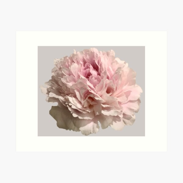 Item preview, Pale Pink Peony Close-up designed and sold by InalterataArt.