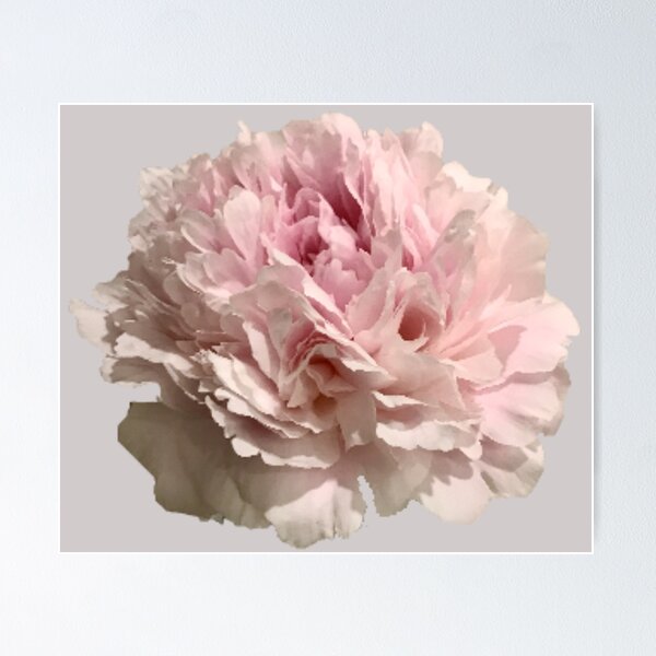 Item preview, Pale Pink Peony Close-up designed and sold by InalterataArt.