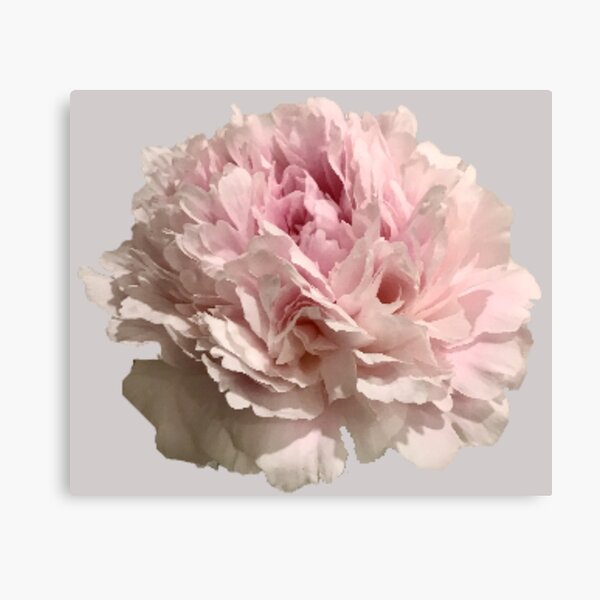 Item preview, Pale Pink Peony Close-up designed and sold by InalterataArt.