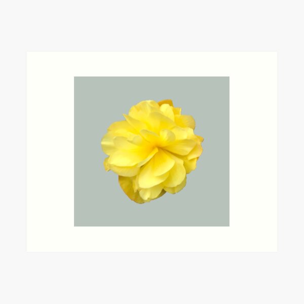 Item preview, Yellow Double Begonia Bloom designed and sold by InalterataArt.