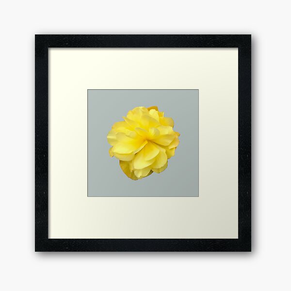 Item preview, Yellow Double Begonia Bloom designed and sold by InalterataArt.