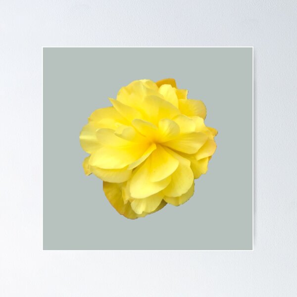 Item preview, Yellow Double Begonia Bloom designed and sold by InalterataArt.