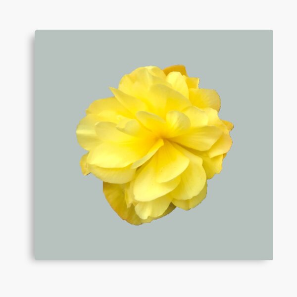 Item preview, Yellow Double Begonia Bloom designed and sold by InalterataArt.