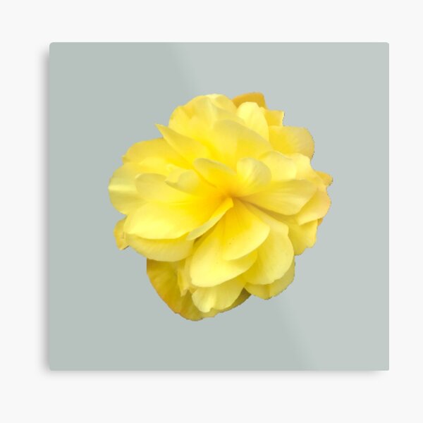 Item preview, Yellow Double Begonia Bloom designed and sold by InalterataArt.
