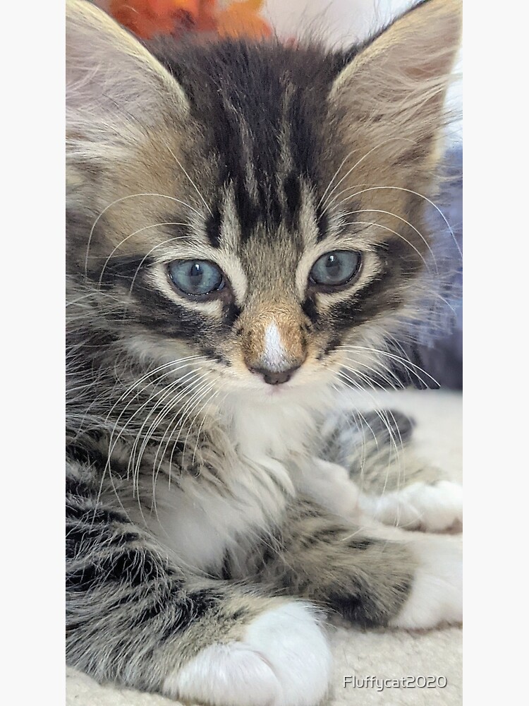 Medium Hair Blue Tabby Tabby Cat Short Hair Exotic Kittens For