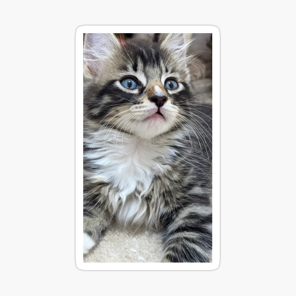 OJ the Kitty on X: New #pfp #Kitty #cute #kitten #tabby