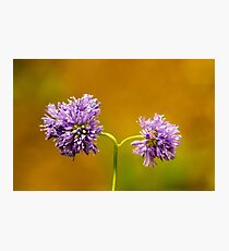 stay together Photographic Print