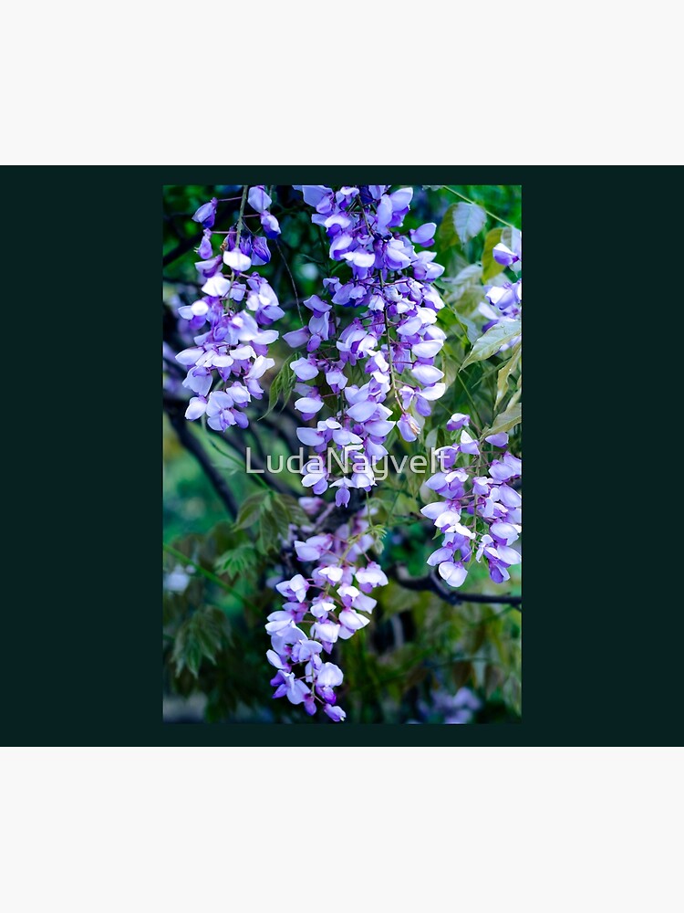Wisteria by LudaNayvelt