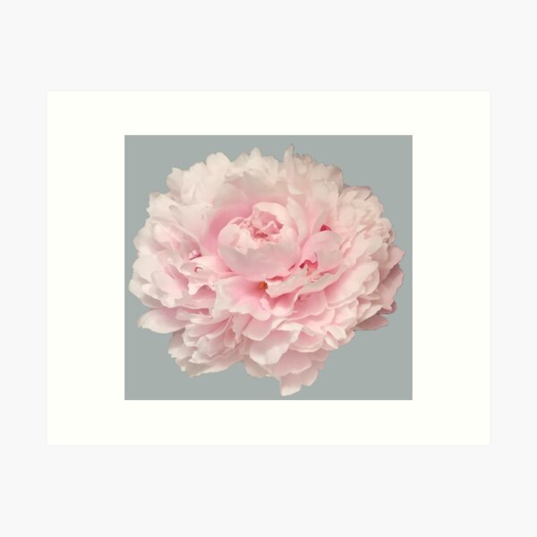 Item preview, Soft Pink Peony Close-up designed and sold by InalterataArt.