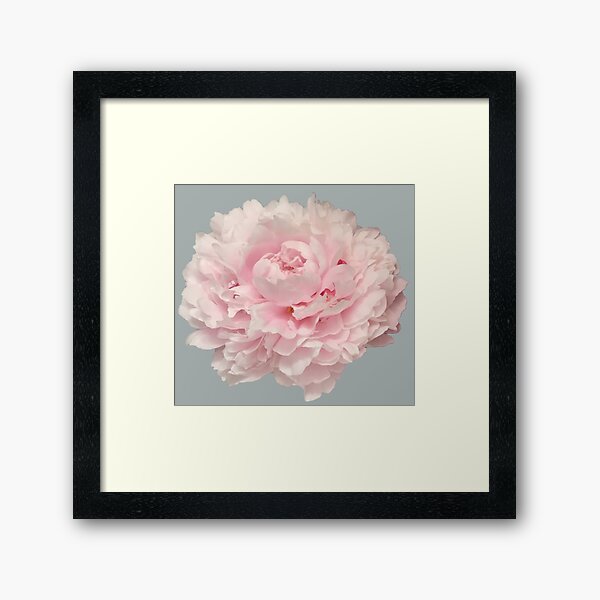 Item preview, Soft Pink Peony Close-up designed and sold by InalterataArt.