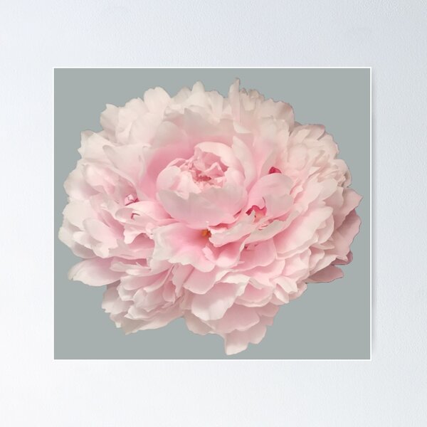 Item preview, Soft Pink Peony Close-up designed and sold by InalterataArt.