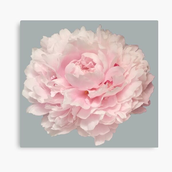 Item preview, Soft Pink Peony Close-up designed and sold by InalterataArt.