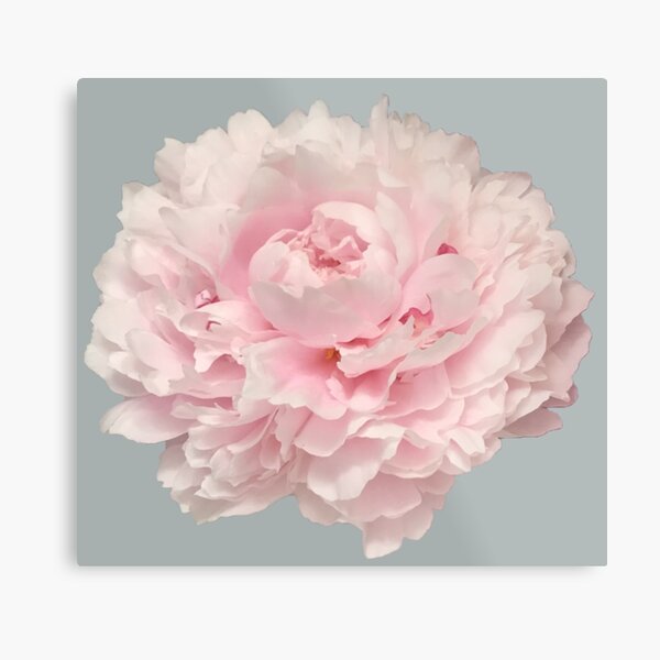 Item preview, Soft Pink Peony Close-up designed and sold by InalterataArt.