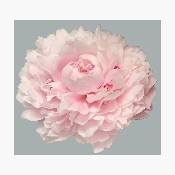 Item preview, Soft Pink Peony Close-up designed and sold by InalterataArt.