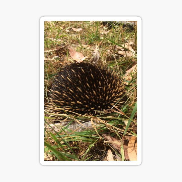 Echidna in The Grass Sticker