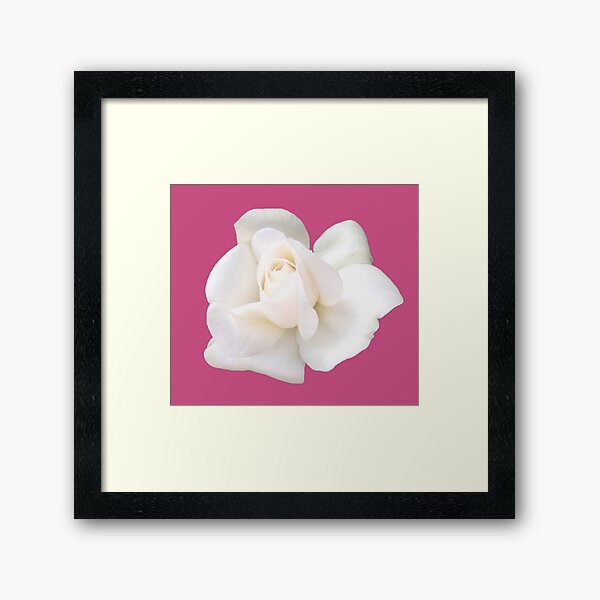 Item preview, White Sugar Moon Rose Close-up on Bright Pink designed and sold by InalterataArt.