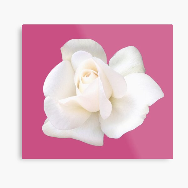 Item preview, White Sugar Moon Rose Close-up on Bright Pink designed and sold by InalterataArt.