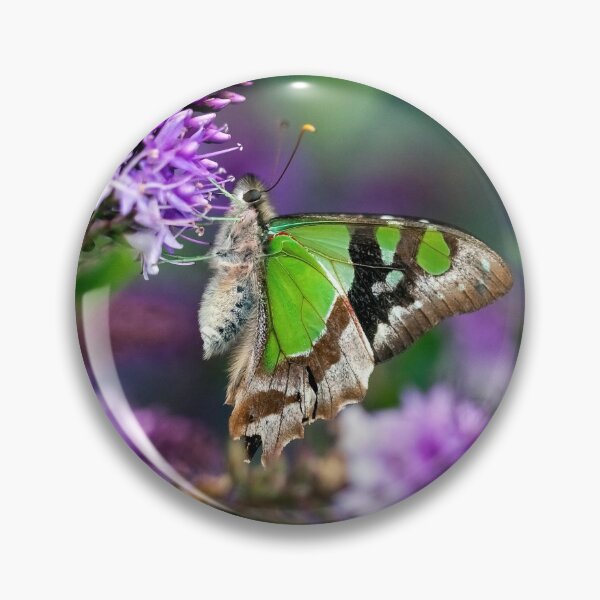 Item preview, Macleay Swallowtail Butterfly designed and sold by Leeo.