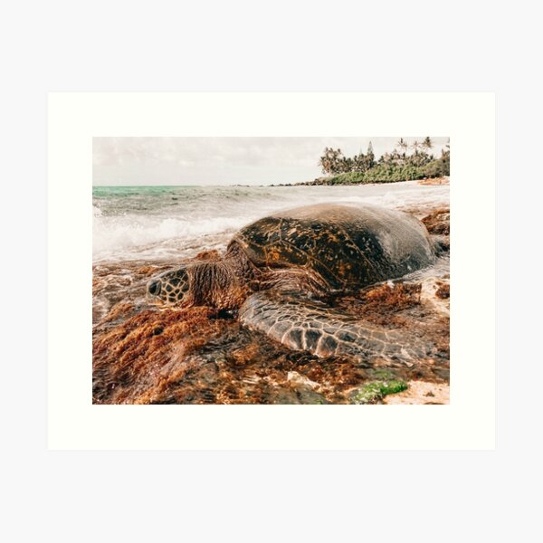 Sea Turtle snorting cocaine with a straw Canvas Print - Canvas