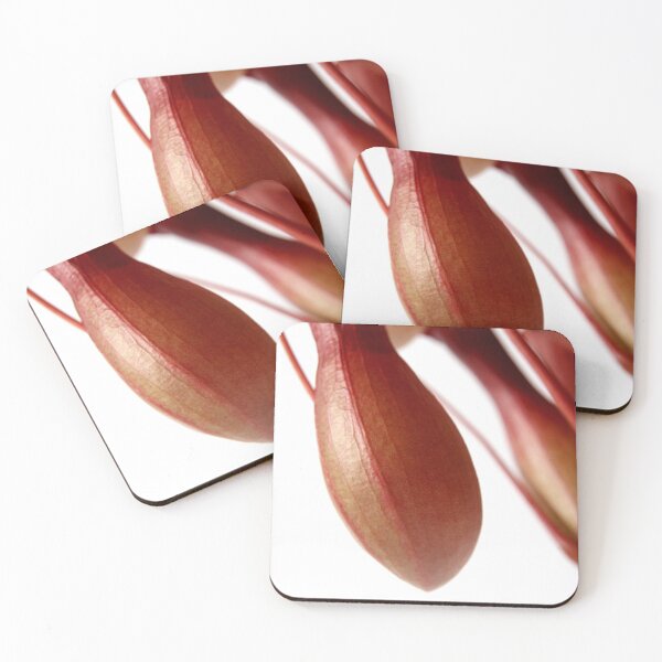 Item preview, Nepenthes alata - flytrap designed and sold by Balizart.