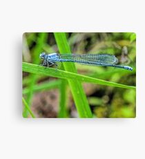 Blue Dragonfly Canvas Print