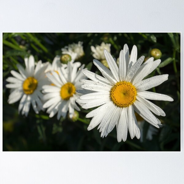 Item preview, Luminous Summertime Trio - Daisies Dewdrops and Sunshine designed and sold by Georgia Mizuleva.